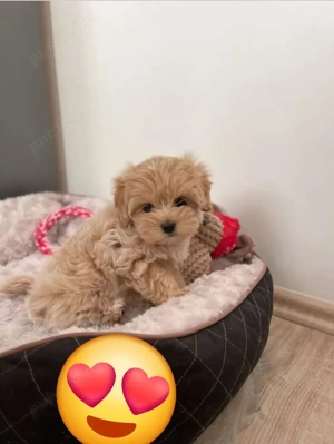 maltipoo poodle mini toy apricot 