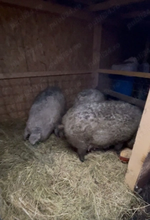 Mangalita Varietate blonda - Pedigree, certificat de origine! - imagine 5