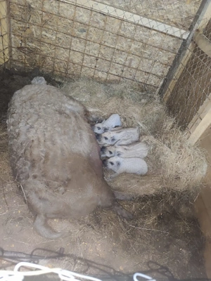 Mangalita Varietate blonda - Pedigree, certificat de origine! - imagine 3