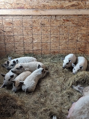 Mangalita Varietate blonda - Pedigree, certificat de origine! - imagine 2