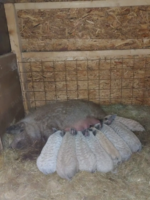 Mangalita Varietate blonda - Pedigree, certificat de origine!