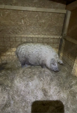 Mangalita Varietate blonda - Pedigree, certificat de origine! - imagine 4