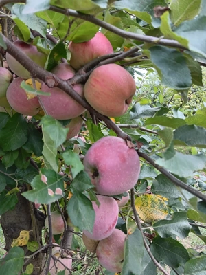 In Berchez,de vanzare un hectar livada cu pomi pe rod - imagine 10