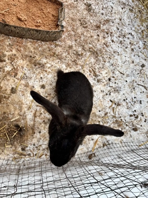 iepuri belgieni - imagine 5