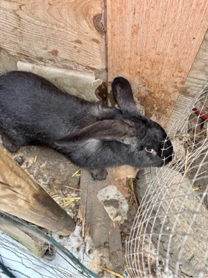 iepuri belgieni - imagine 4