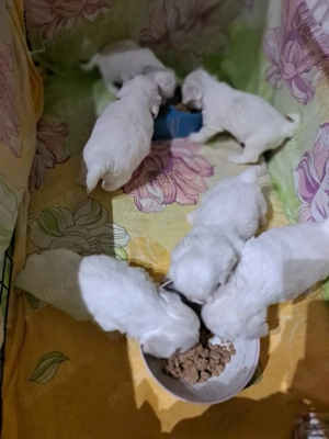 catei bishon maltez  - imagine 3