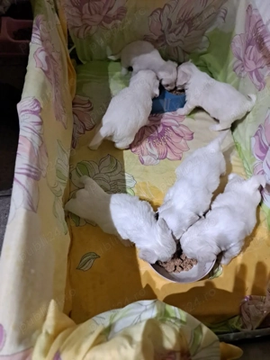 catei bishon maltez  - imagine 5