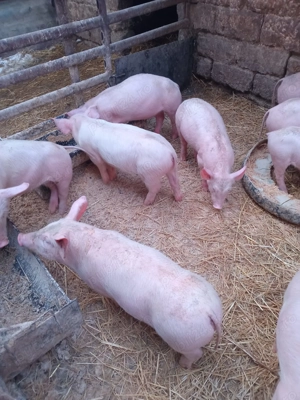 purcei de vînzare - imagine 5