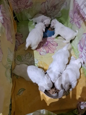 catei bishon maltez  - imagine 4