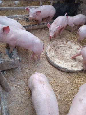 purcei de vînzare - imagine 3