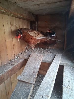 vand fazani - imagine 2