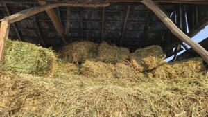 Baloții lucernă de vânzare 