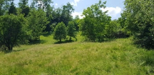 Proprietate 29.000 mp lângă Curtea de Argeș, 2 căsuțe, curent electric și apă rețea - imagine 3