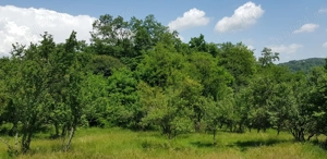 Proprietate 29.000 mp lângă Curtea de Argeș, 2 căsuțe, curent electric și apă rețea - imagine 2