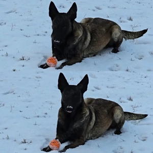 Belgian malinois de vânzare  - imagine 5