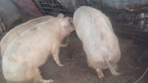 porci pt sacrificat  - imagine 2