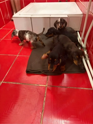 Tekkel chioko harlekin