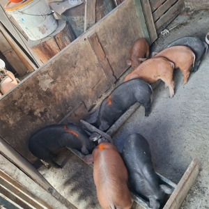 purceii de casă  - imagine 2