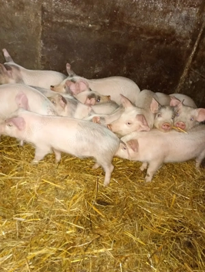 vand 11 pucei  - imagine 2