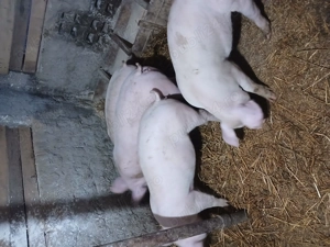 Porci 55 60kg. 700 bucata - imagine 3