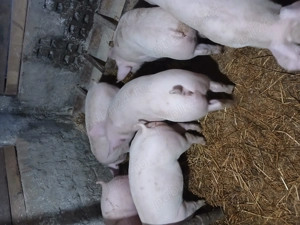 Porci 55 60kg. 700 bucata