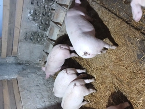 Porci 55 60kg. 700 bucata - imagine 2