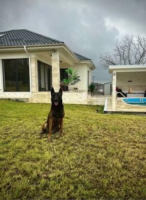 Pui din rasa Ciobanesc Belgian Malinois cu Pedigree tip A