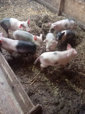 Purcei de 12 săptămâni metis cu bazna.  - imagine 2