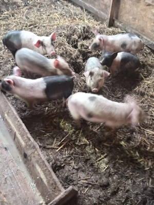 Purcei de 12 săptămâni metis cu bazna.  - imagine 3