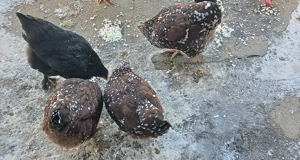 Vând familie puicuțe 3+1 cocoș Sussex porțelan  - imagine 2