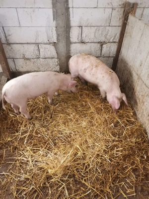 Grasuni de dat - imagine 3