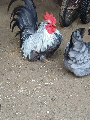 Chabo gainusi de vanzare - imagine 5