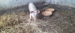 scrofita landras cu marele alb - imagine 4