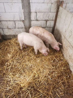 Grasuni de dat - imagine 2