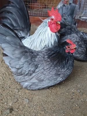 Chabo gainusi de vanzare - imagine 3