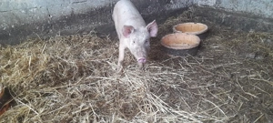 scrofita landras cu marele alb - imagine 2