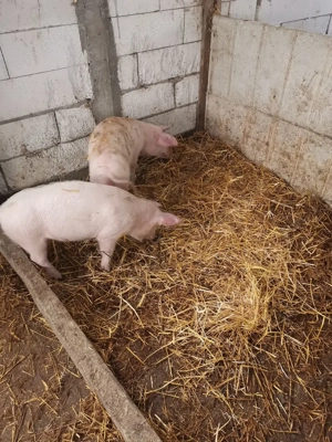 Grasuni de dat - imagine 5