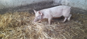 scrofita landras cu marele alb - imagine 3