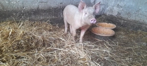 scrofita landras cu marele alb