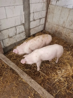 Grasuni de dat - imagine 4