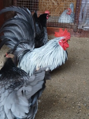 Chabo gainusi de vanzare