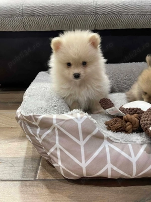 Vând puii de Pomeranian  - imagine 4