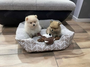 Vând puii de Pomeranian  - imagine 3
