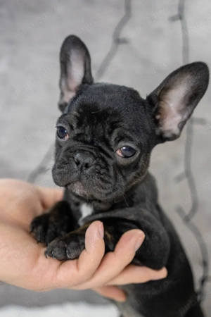 Bulldog Francez - Negru lac - posibilitate transport - buldog francez  - imagine 3