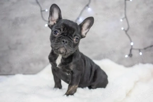 Bulldog Francez - Negru lac - posibilitate transport - buldog francez  - imagine 2