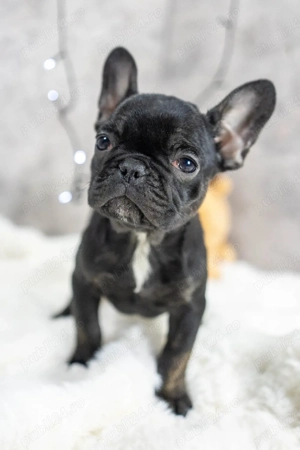 Bulldog Francez - Negru lac - posibilitate transport - buldog francez  - imagine 5