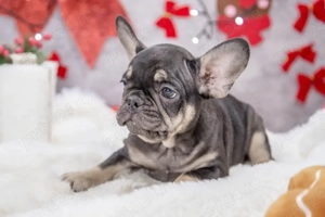 Bulldog Francez - black&tan - posibilitate transport - buldog francez   - imagine 4