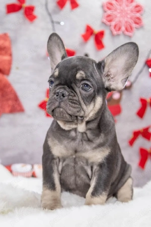 Bulldog Francez - black&tan - posibilitate transport - buldog francez   - imagine 5