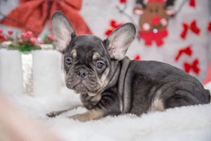 Bulldog Francez - black&tan - posibilitate transport - buldog francez   - imagine 2