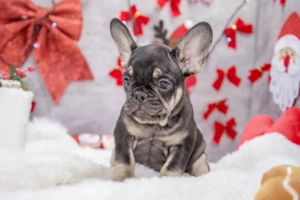 Bulldog Francez - black&tan - posibilitate transport - buldog francez  